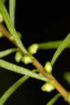 Piedmont marsh elder